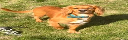 Cocker Spaniel dogs for adoption: Kairo the Gorgeous Goofy Golden Boy - Advert 8