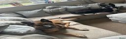 Mixed Breed dogs for sale: Belgian Malinois X  in Selkirk - Advert 11