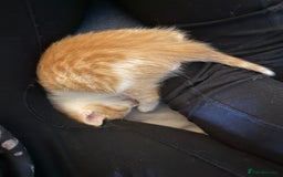Domestic Shorthair cats for sale: Friendly, cute little kittens with Asian parentage - Image 33