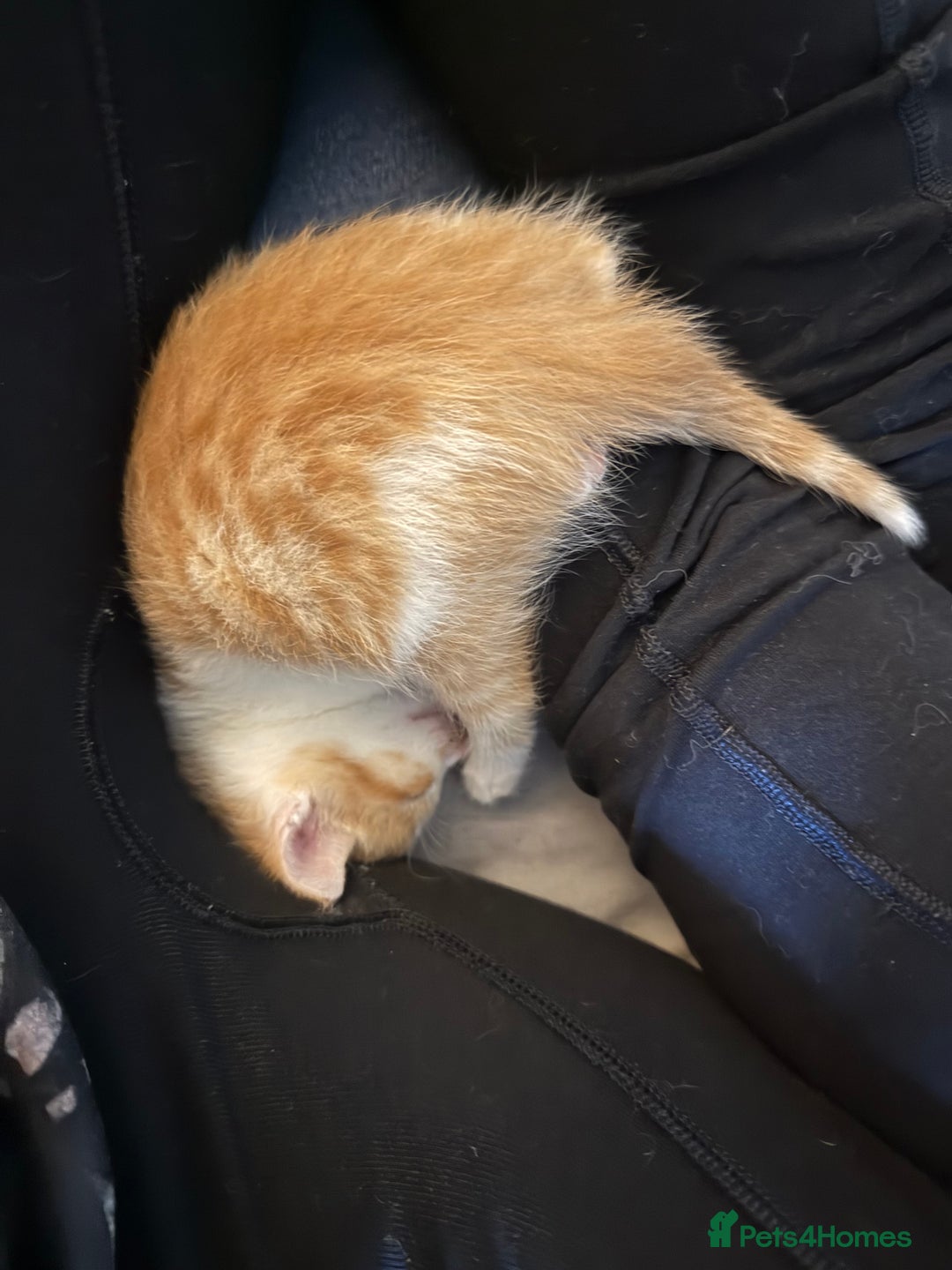Domestic Shorthair cats for sale: Friendly, cute little kittens with Asian parentage - Image 33