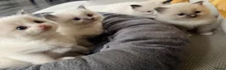 Ragdoll cats for sale: Gorgeous Ragdoll kittens  in Larkhall - Advert 2