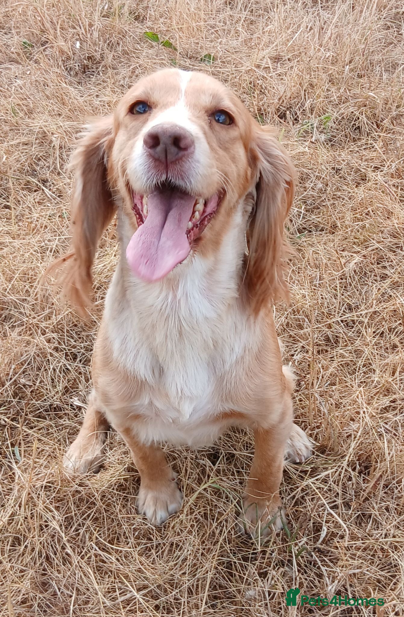 Cocker Spaniel dogs Cocker Spaniel  KC REG Girl - Advert 2