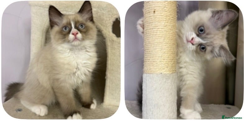Ragdoll cats 💙 Stunning Purebred Ragdoll kittens  - Advert 13