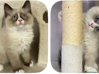 Ragdoll cats 💙 Stunning Purebred Ragdoll kittens - Advert 13