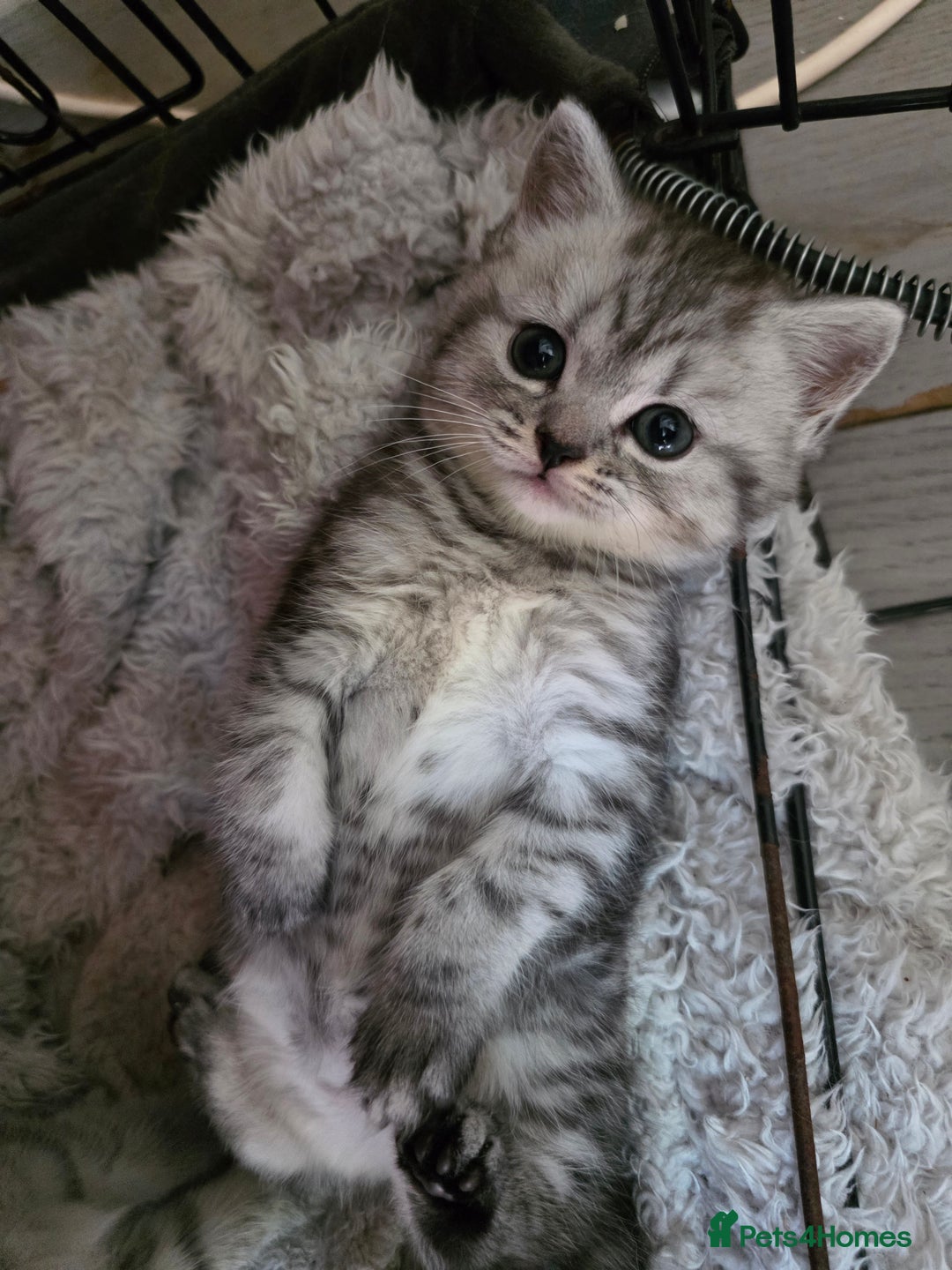 British Shorthair cats for sale: British short hair kittens - Image 7
