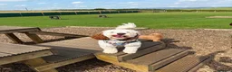 Sproodle dogs for sale: Gorgeous sproodle boy  - Advert 8