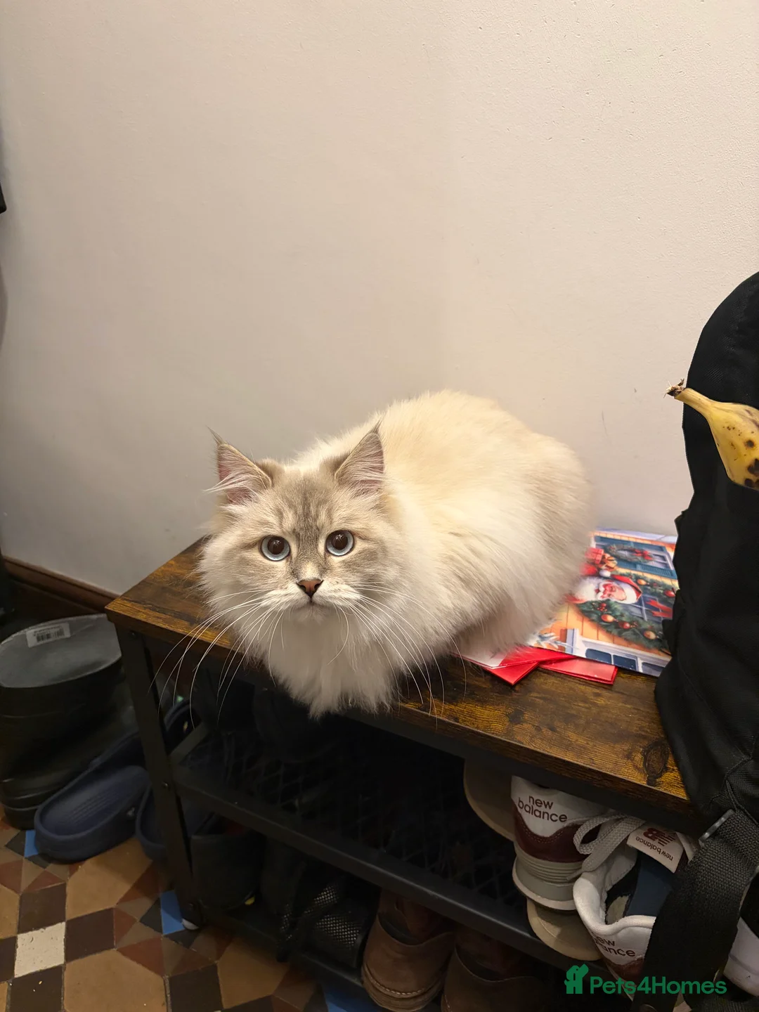 Siberian cats for sale: Siberian female kitten:) - Advert 1