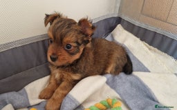 Yorkshire Terrier dogs for sale: 2 Male Yorkshire Terriers  - Image 5