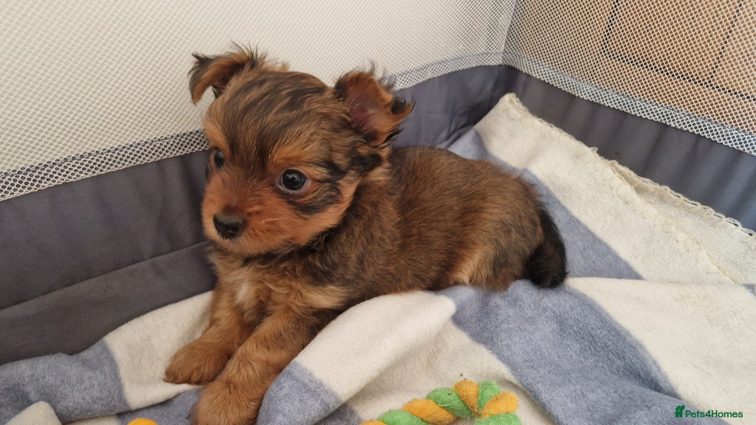Yorkshire Terrier dogs for sale: 2 Male Yorkshire Terriers  - Image 5