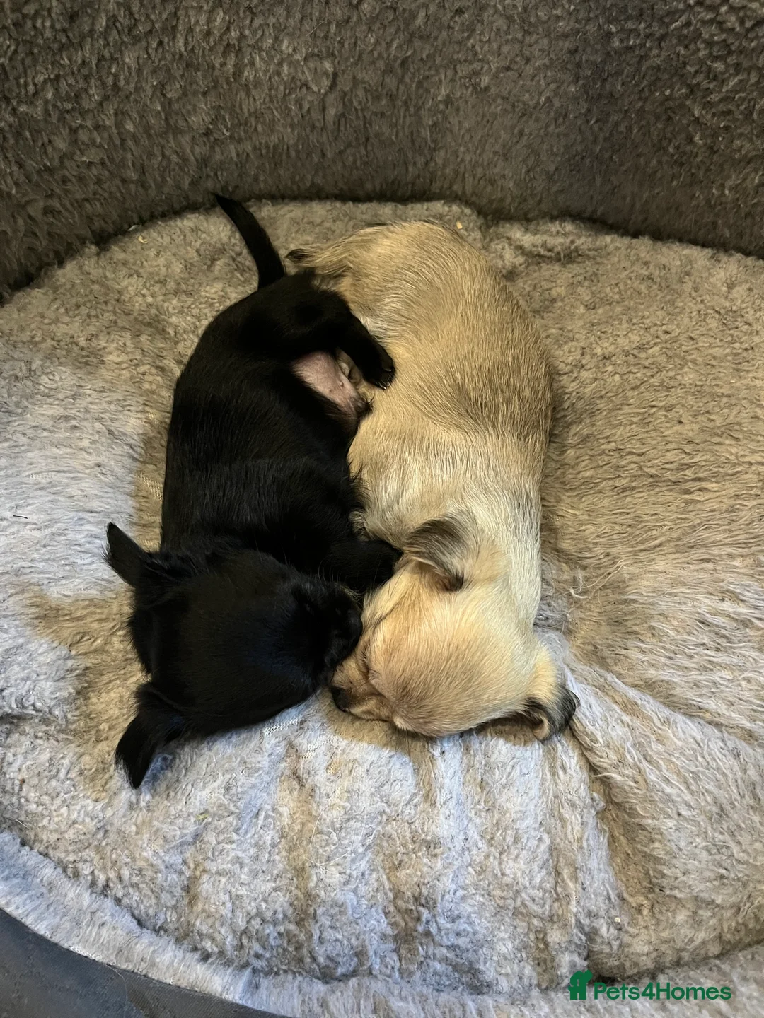 Mixed Breed dogs for sale: Malchi pups available  - Advert 24