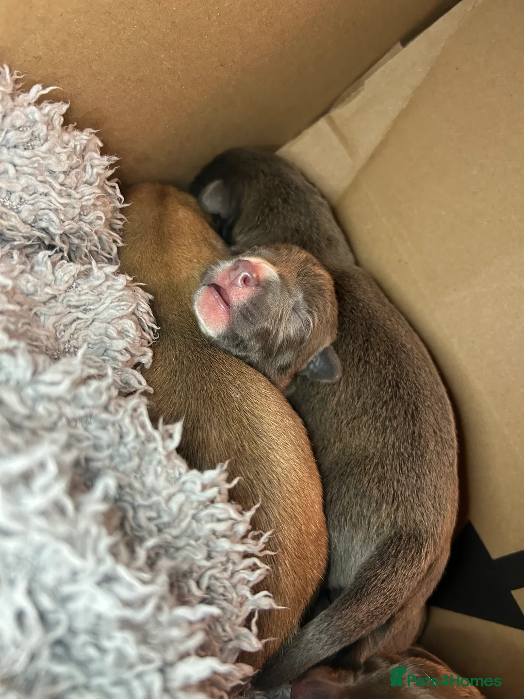 Mixed Breed dogs for sale: Bull Greyhounds (Lurchers) - Advert 7