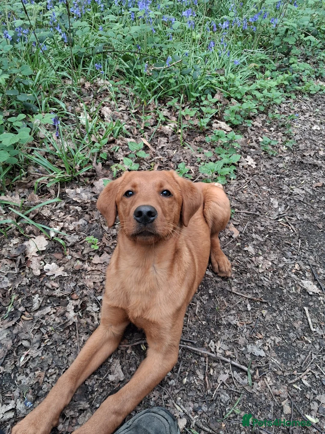Labrador Retriever dogs for sale: Assistance dog Labrador  - Advert 3