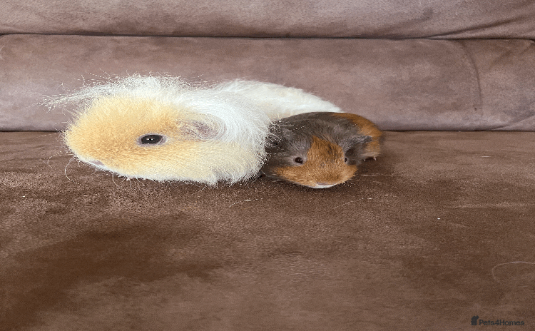 Guinea Pig rodents - Advert 2