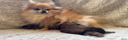 Pomeranian dogs for sale: KC Reg Pomeranian Girl puppy available  - Advert 8