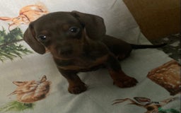 Miniature Dachshund dogs for sale: Miniature dachshund puppies for sale - Image 4
