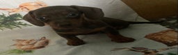 Miniature Dachshund dogs for sale: Miniature dachshund puppies for sale - Advert 4