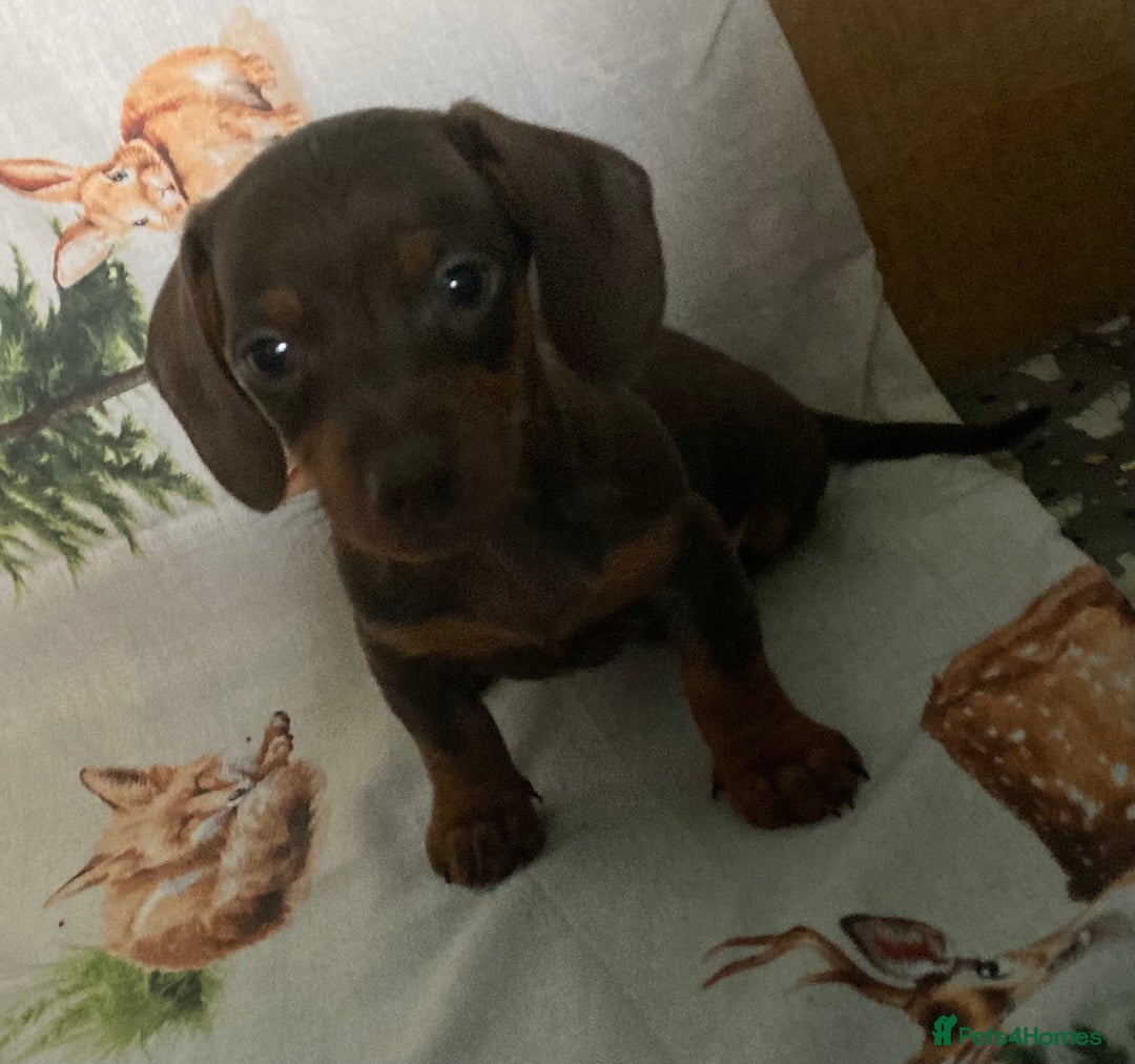 Miniature Dachshund dogs for sale: Miniature dachshund puppies for sale - Image 4