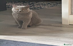 British Shorthair cats for sale: British Shorthair kittens (2 boys) - Image 9