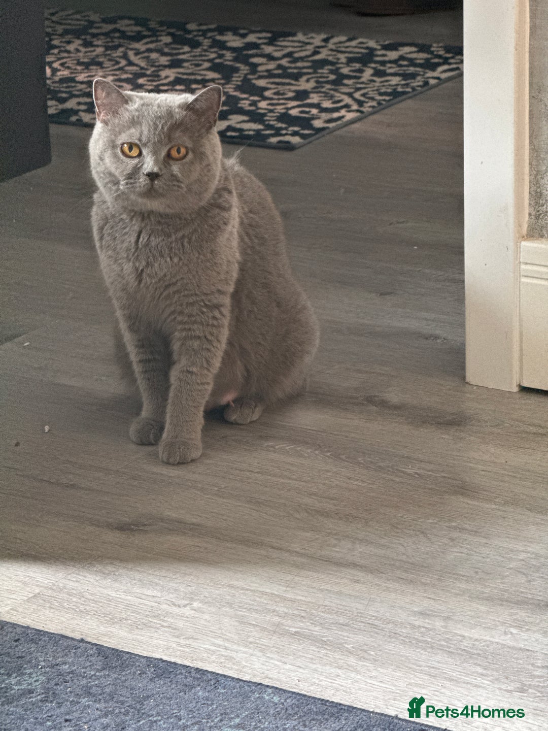 British Shorthair cats for sale: British Shorthair kittens (2 boys) - Image 9