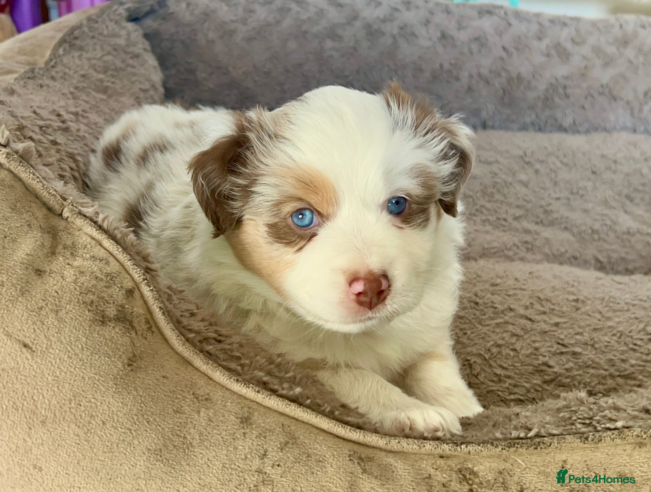 Australian Shepherd dogs Rare Mini Australian Shepherd puppies- show line. - Advert 1