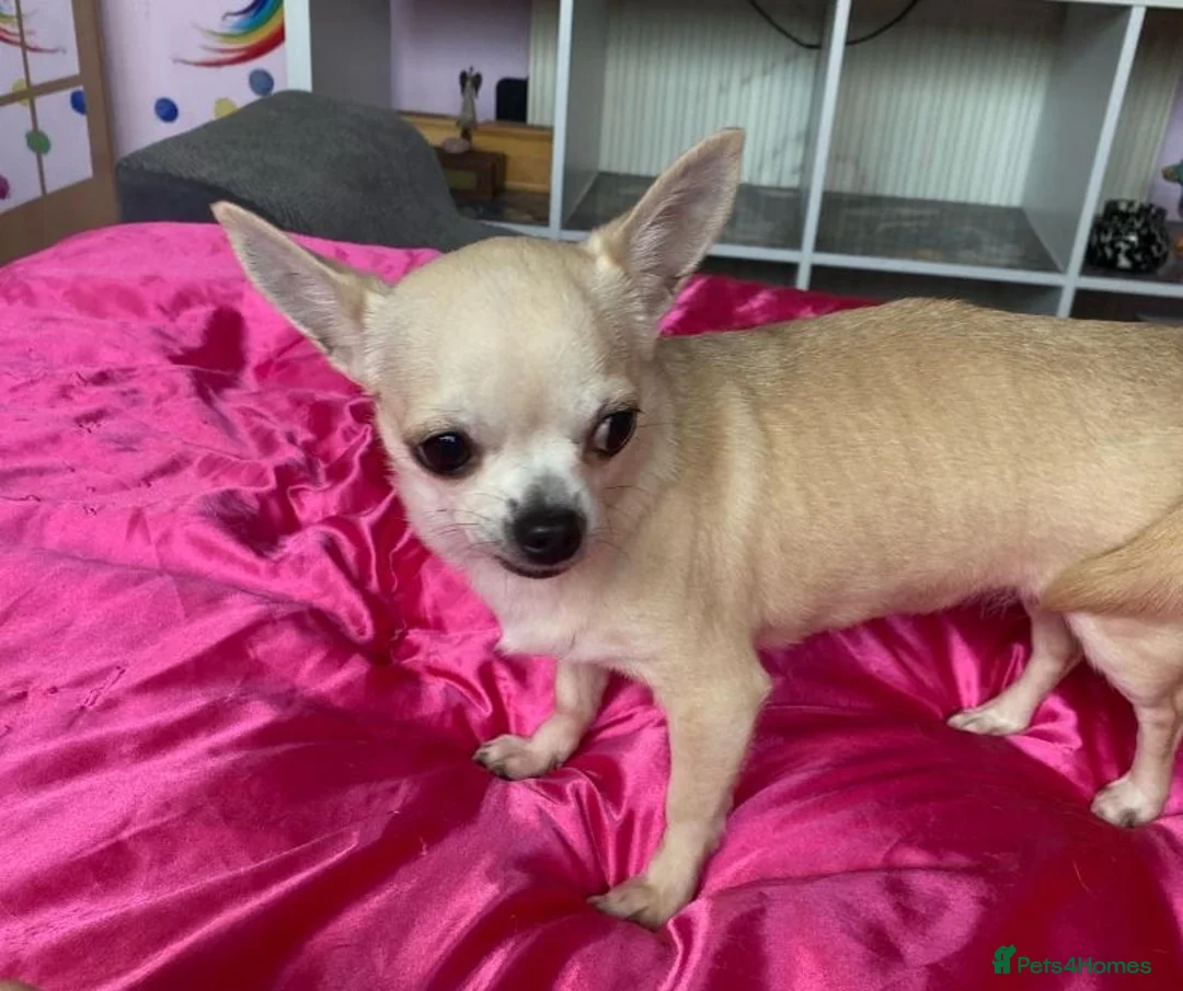 Chihuahua dogs for adoption: Female chihuahua  - Advert 2