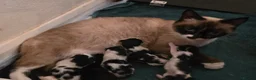 Mixed Breed cats for sale: Mixed litter  in Taunton - Advert 3