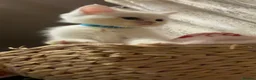 Perdoll cats for sale: 🐾🤍 BEAUTIFUL PERSIAN X RAGDOLL KITTENS 🤍🐾 - Advert 14