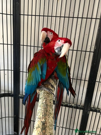 Macaws birds - Advert 12