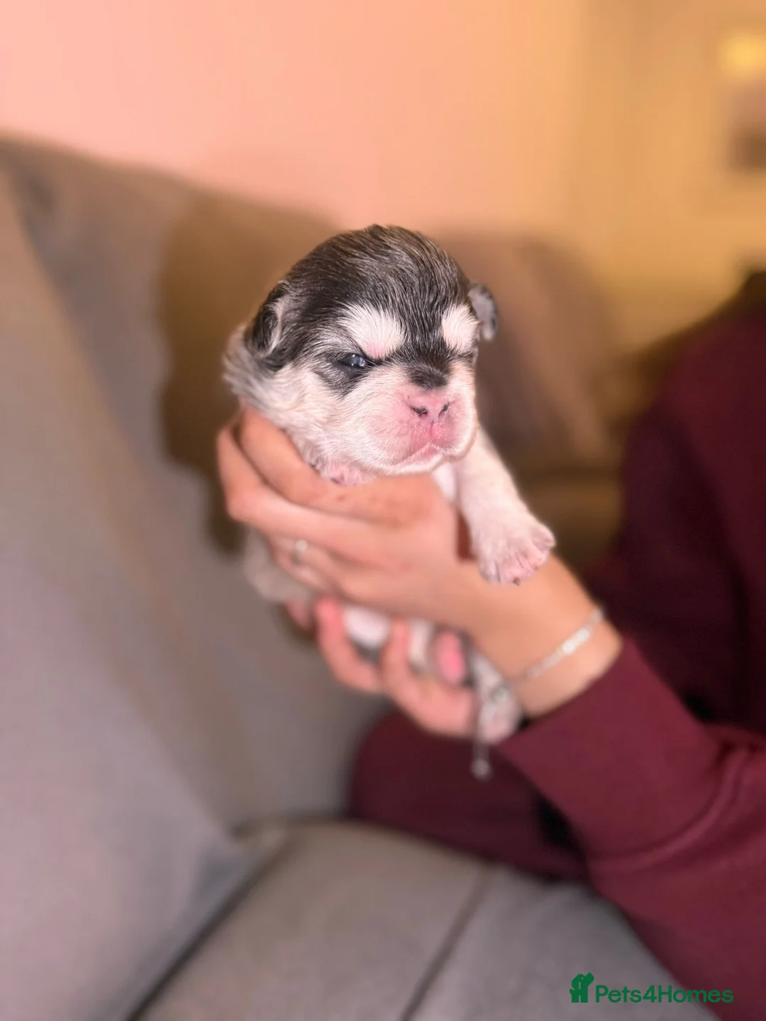 French Bulldog dogs for sale: ⭐️KC registered 2 WEEKS OLD litter of EA Husky⭐️ - Advert 2