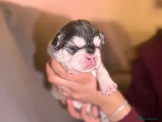 French Bulldog dogs ⭐️KC registered 3 WEEKS OLD litter of EA Husky⭐️ - Advert 9