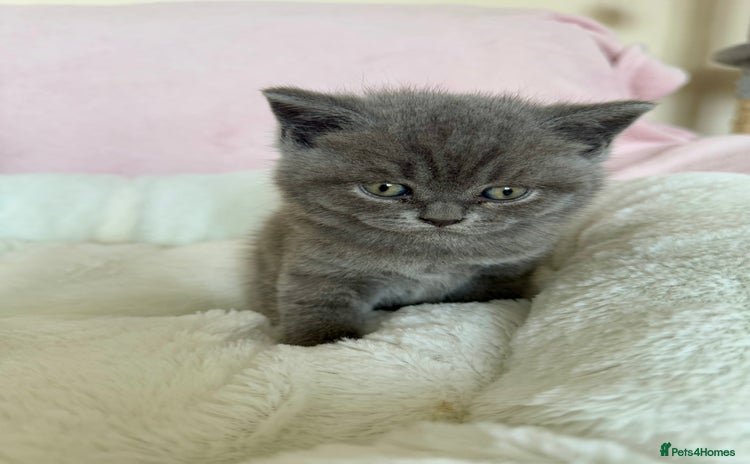 British Shorthair cats - Advert 14