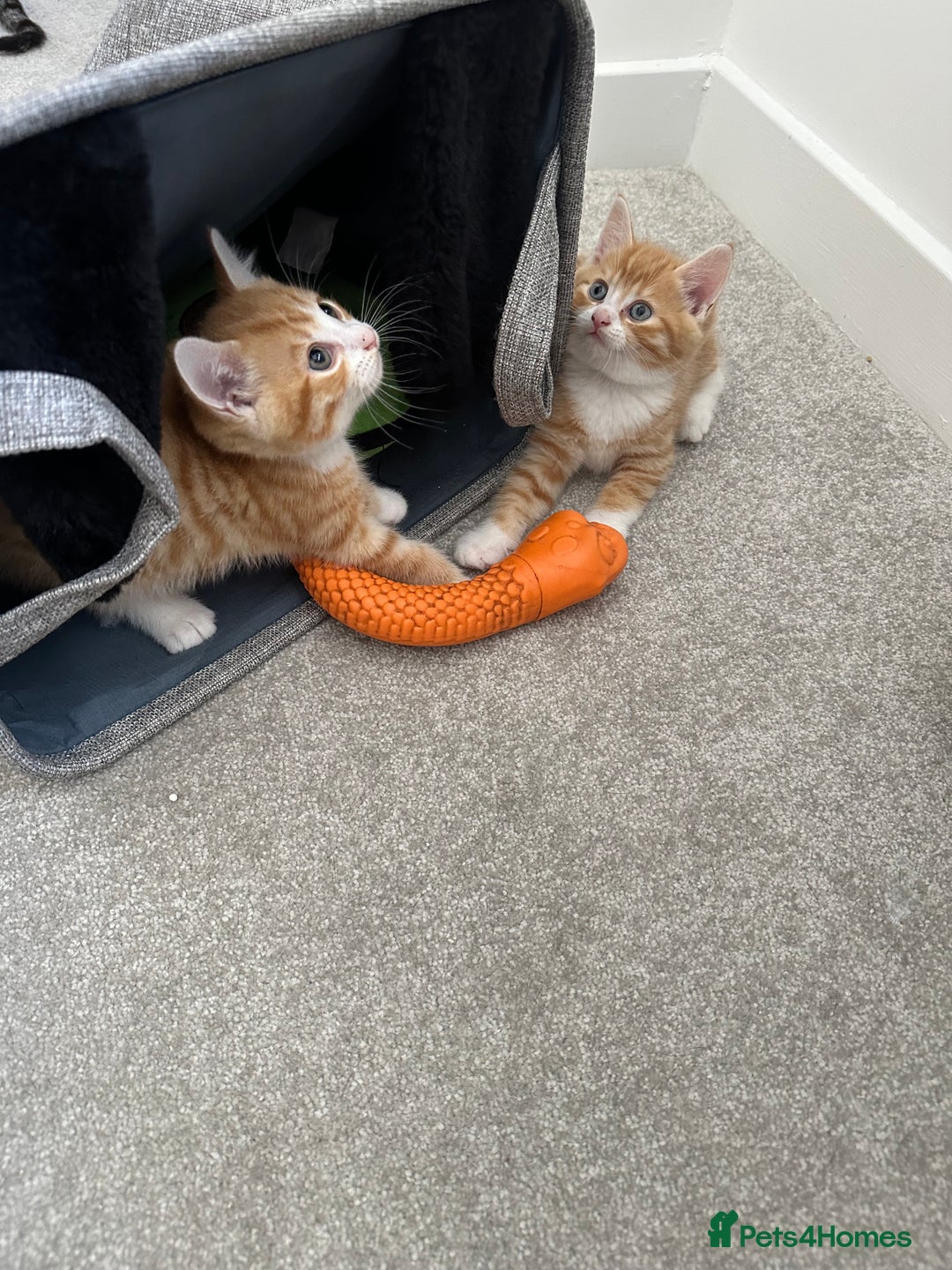 Mixed Breed cats for sale: 1 kitten is reserved only 1 left !!!! £200 - Image 10