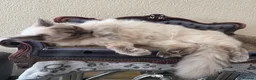Ragdoll cats for sale: Stunning ACTIVE ragdoll - Advert 3
