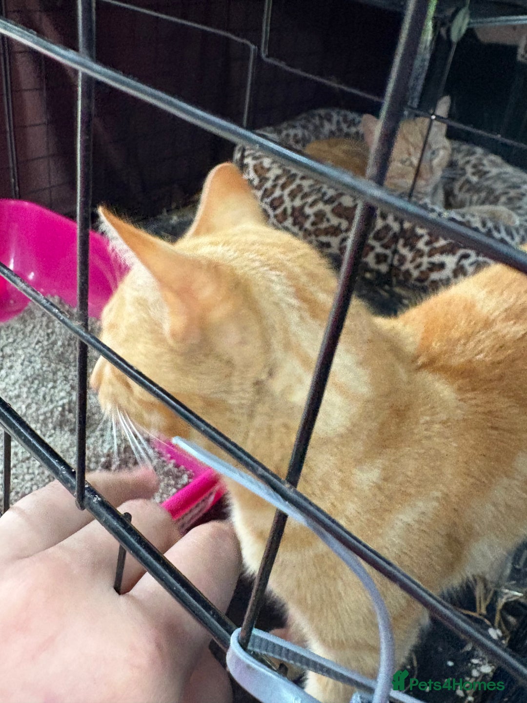 Domestic Shorthair cats for sale: Rimber and simba, our ginger rescues 🧡 - Image 11