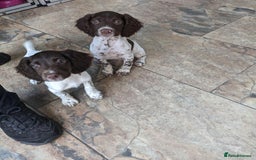 English Springer Spaniel dogs for sale: Springer Spaniel pups. in Pontypool - Image 1