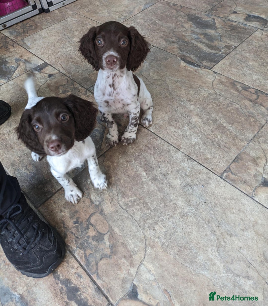 English Springer Spaniel dogs for sale: Springer Spaniel pups. in Pontypool - Image 1