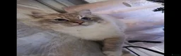 Ragdoll cats for sale: 6 year old male ragdoll - Advert 2