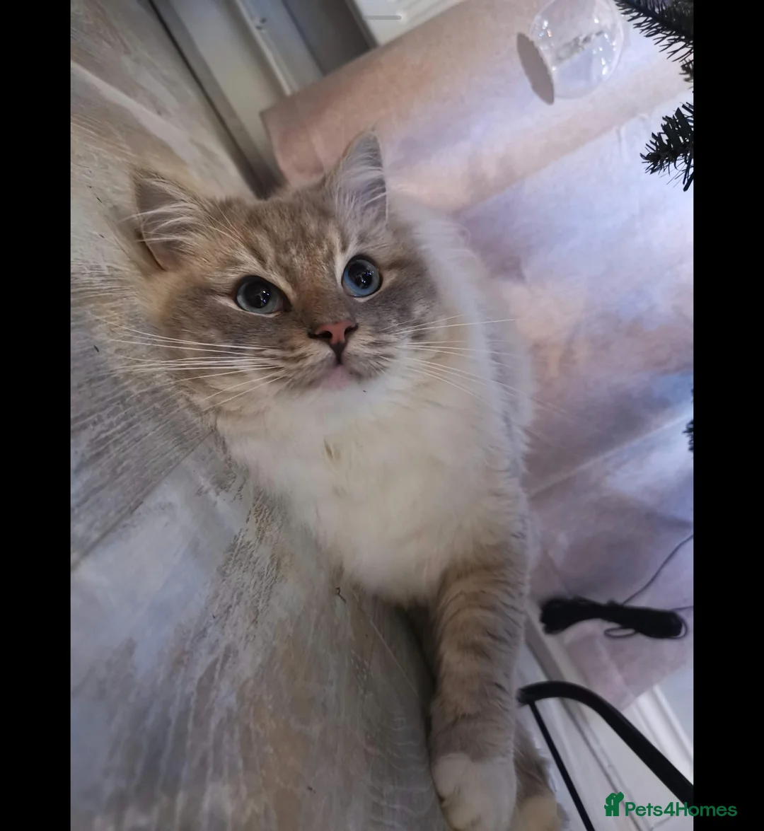 Ragdoll cats for sale: 6 year old male ragdoll - Advert 2