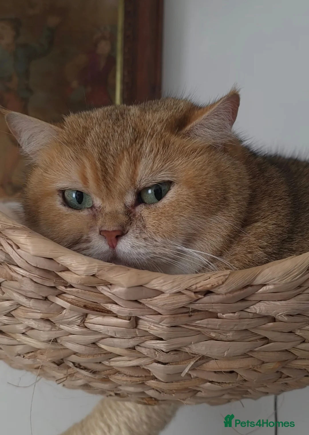 British Shorthair cats for sale: Adult cat  - Advert 1