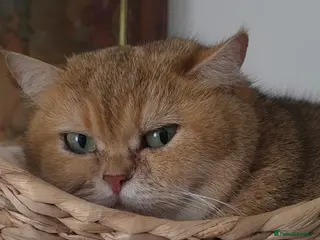 British Shorthair cats Adult cat - Advert 5