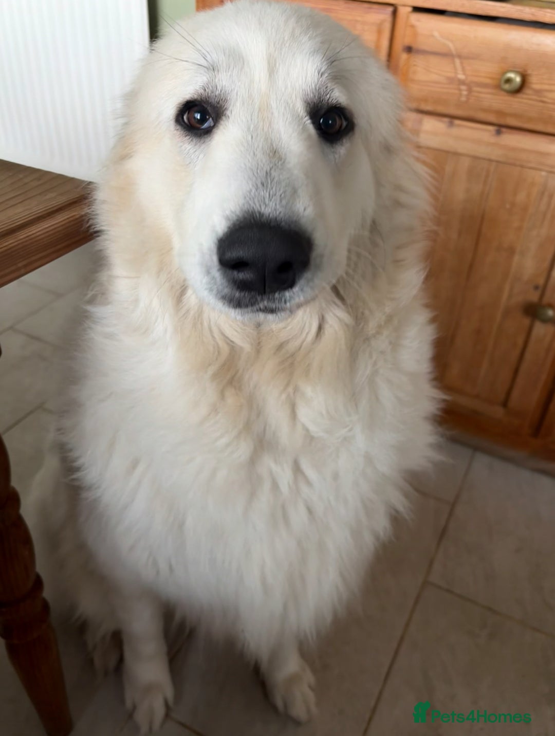 Mixed Breed dogs for sale: Pyrematian puppies - Advert 6