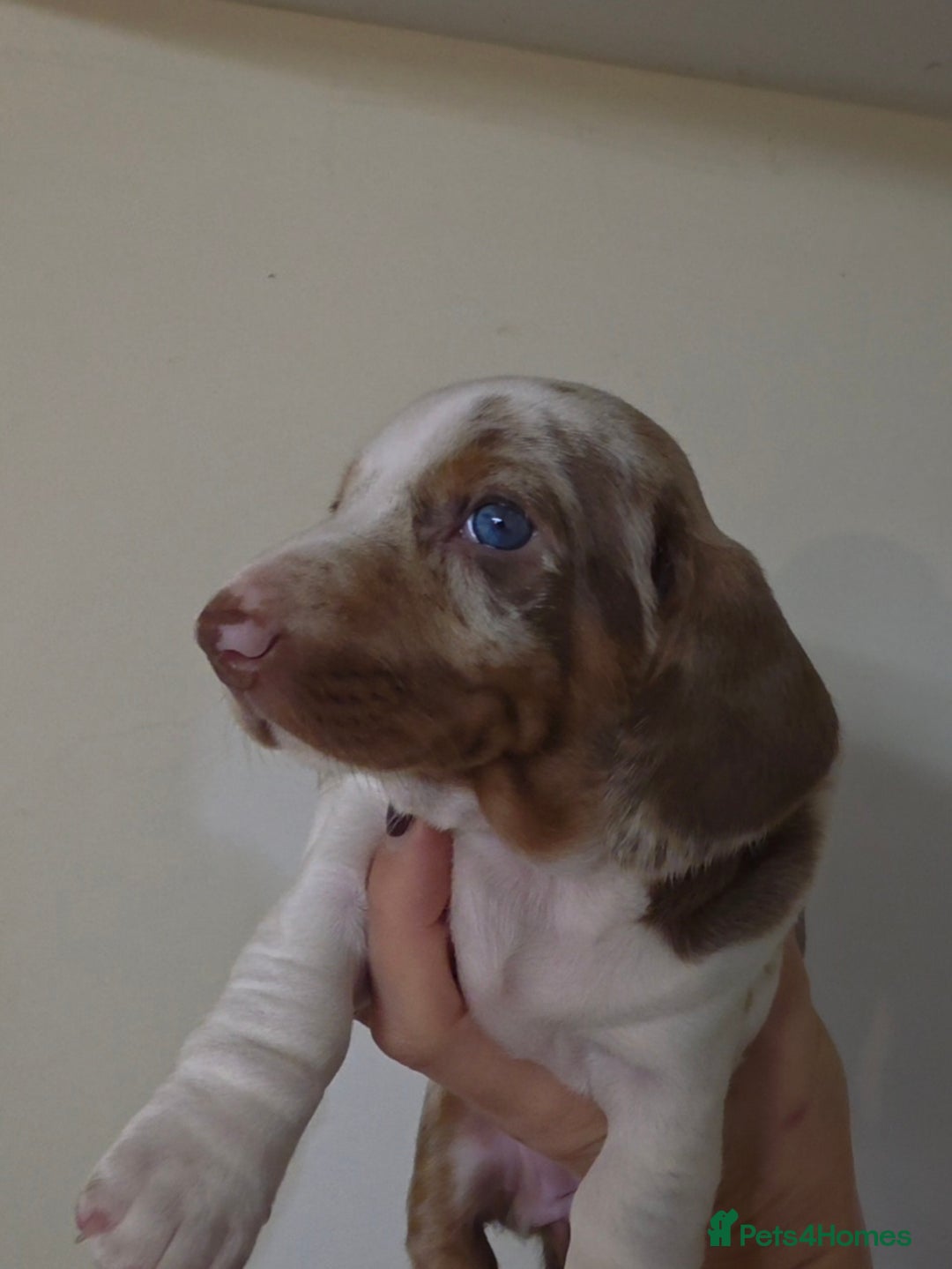 Dachshund dogs for sale: Standard Dachshund Puppies - Advert 17