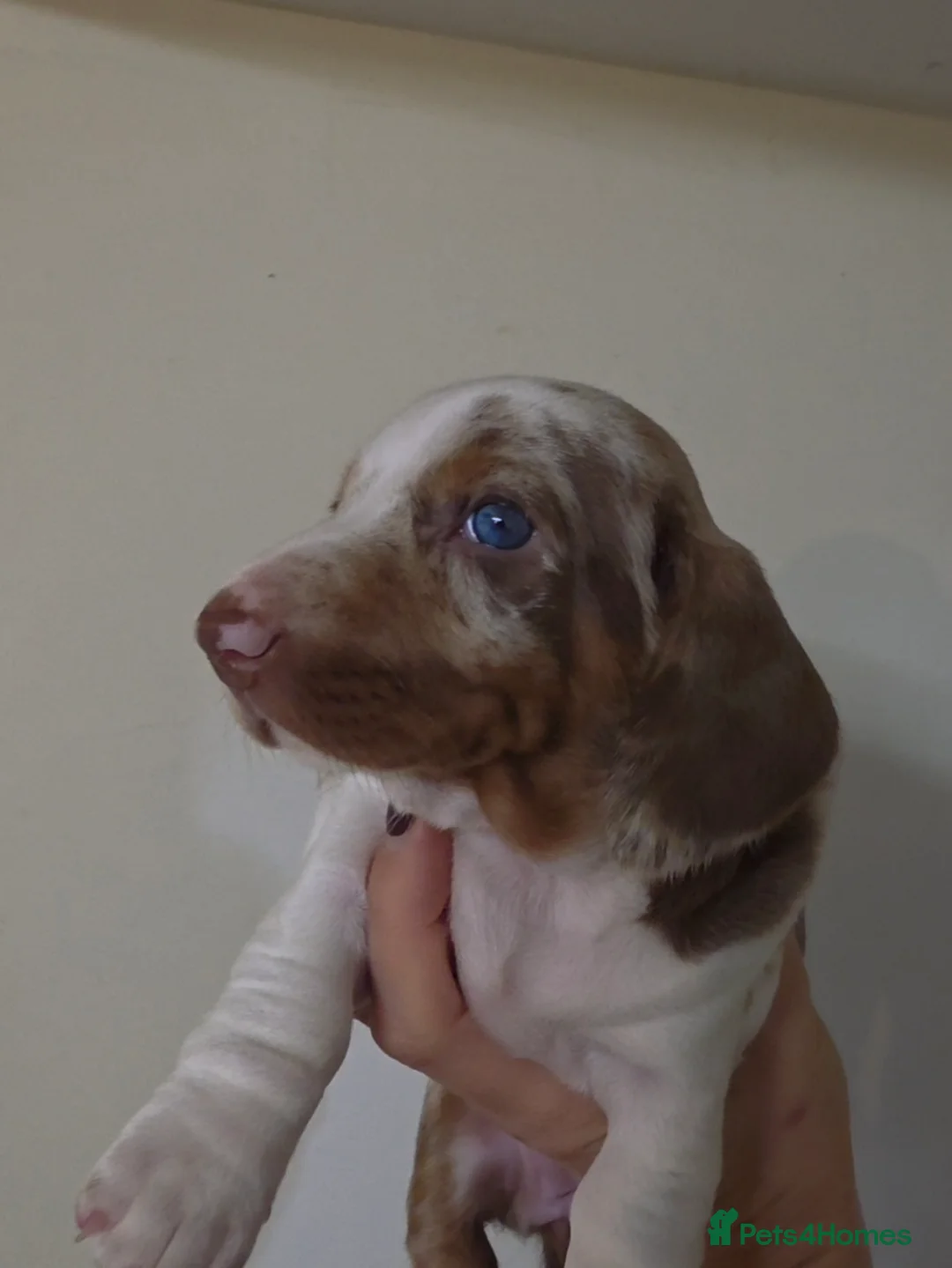 Dachshund dogs for sale: KC Standard Dachshund Puppies - Advert 18