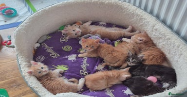 Maine Coon cats - Advert 3