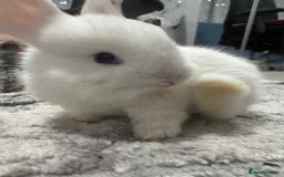 Netherland Dwarf rabbits for sale: Beautiful tamed Bunnies for sale  - Advert 9