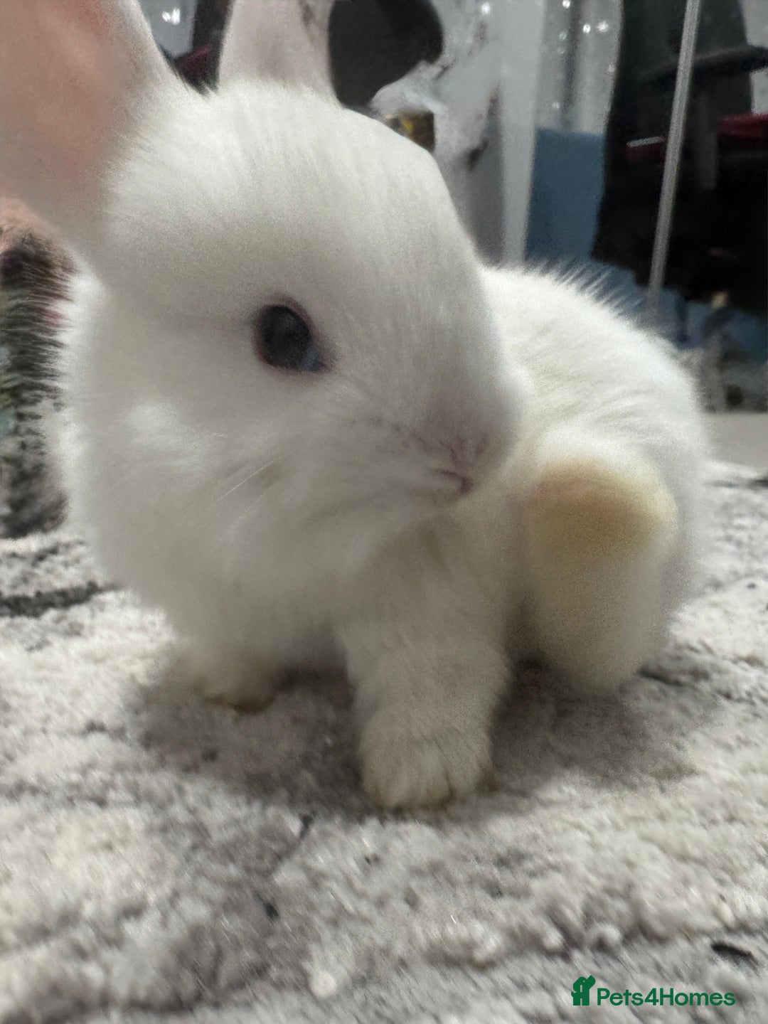 Netherland Dwarf rabbits for sale: Beautiful tamed Bunnies for sale  - Advert 9