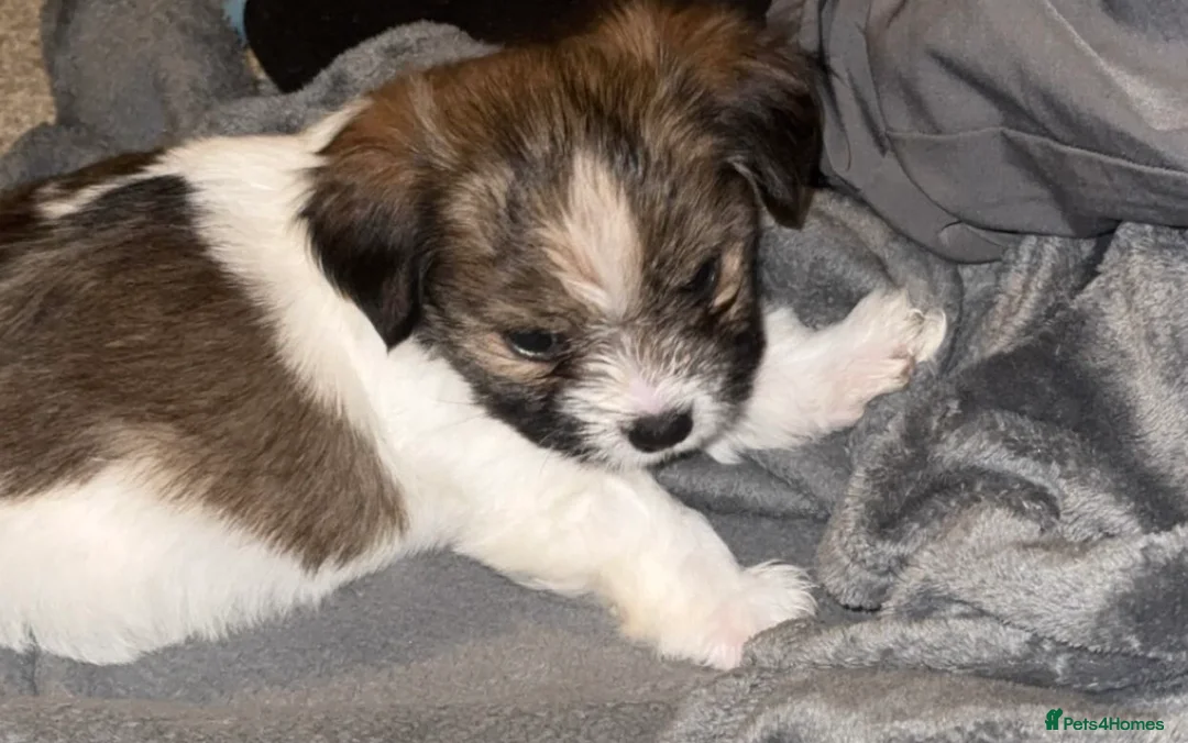 Chorkie dogs for sale: Outstanding Chorkie Puppies 🐶  - Advert 2