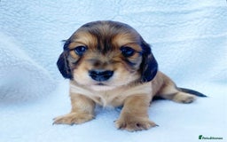 Miniature Dachshund dogs for sale: Miniature Dachshund puppies  - Image 4