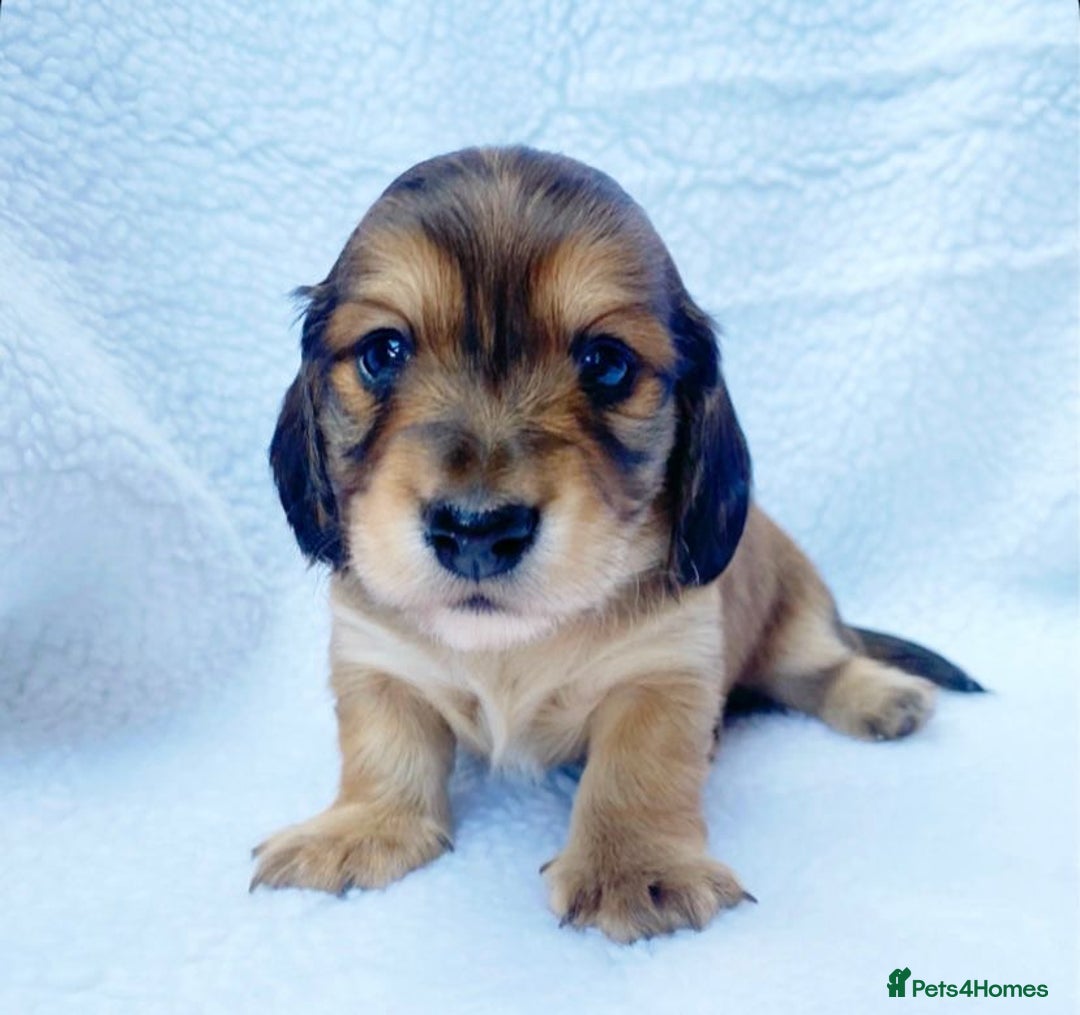 Miniature Dachshund dogs for sale: Miniature Dachshund puppies  - Image 4