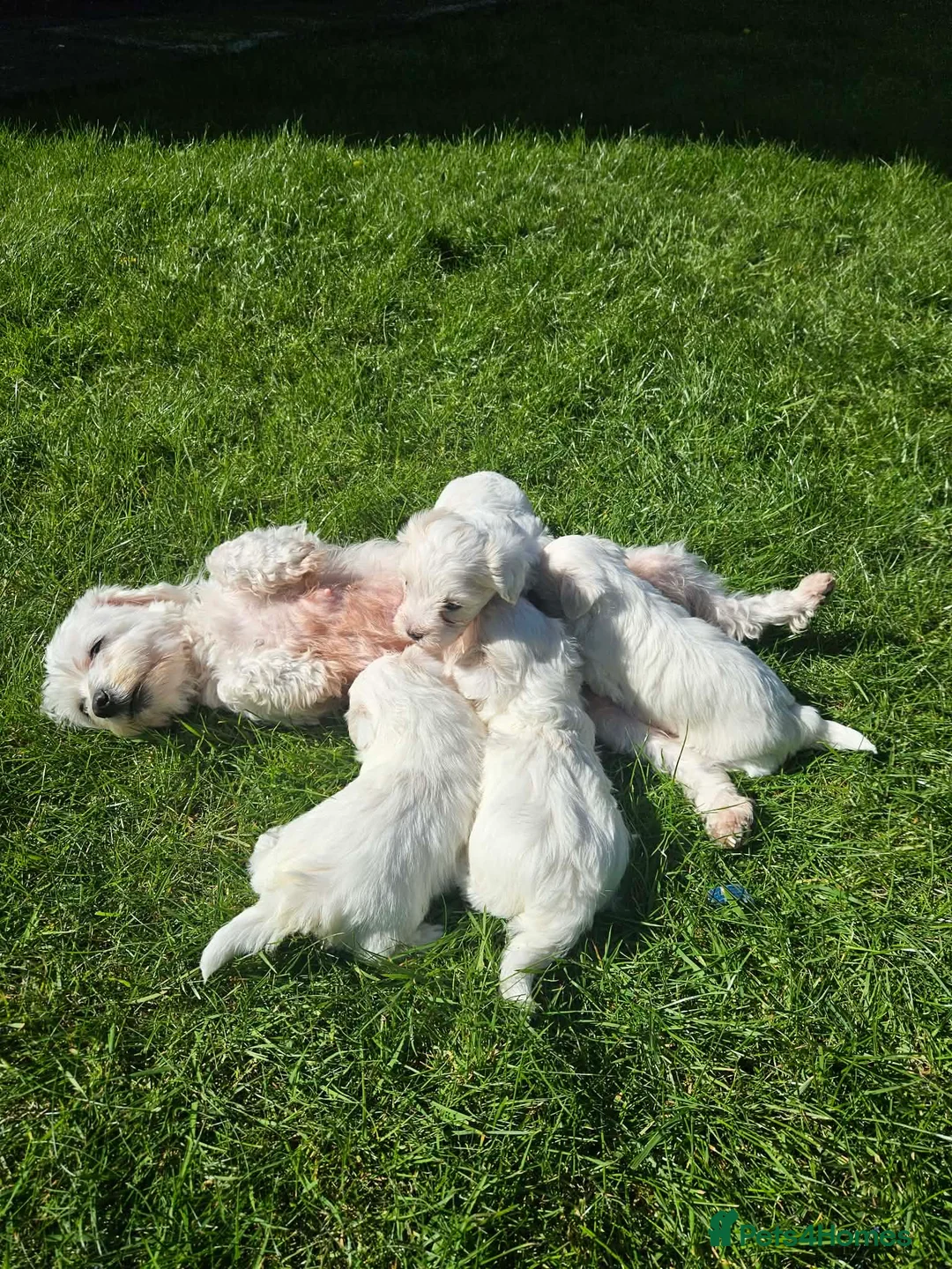 Bichon Frise dogs for sale: Bichon Frise -1 male  - Advert 12